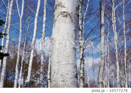 樹木の背景素材・明るい白樺林・青空バック横位置 樹木の背景素材・明るい白樺林・青空バック横位置 10577276