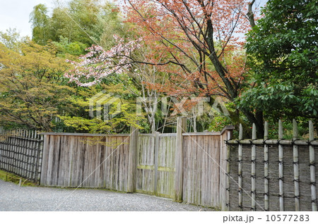 京都 桂離宮の桜 京都 桂離宮の桜 10577283