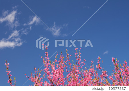 桃の花と青空 10577287