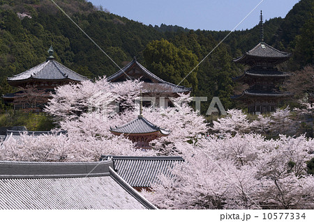 壺坂寺　桜景色 10577334