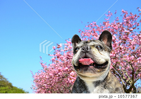 満開だねぇ♪ 満開だねぇ♪ 10577367