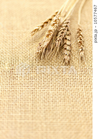 小麦 麻布背景 小麦 麻布背景 10577467