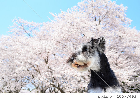 満開だね♪ 10577493
