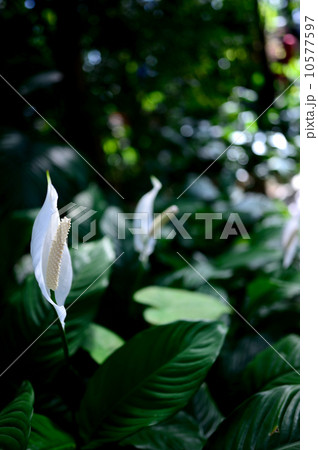 Anthurium 10577597