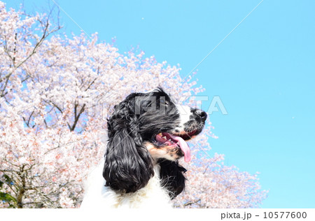 春だね♪ 10577600