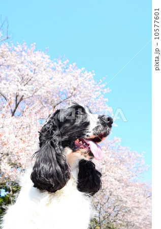 満開だね♪ 10577601