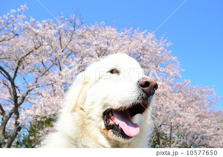 満開だねぇ♪ 10577650