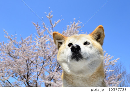 満開だねぇ♪ 10577723