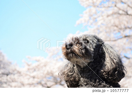 満開だね♪ 満開だね♪ 10577777