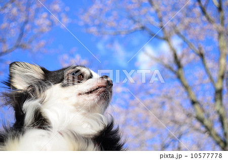 満開だね♪ 満開だね♪ 10577778