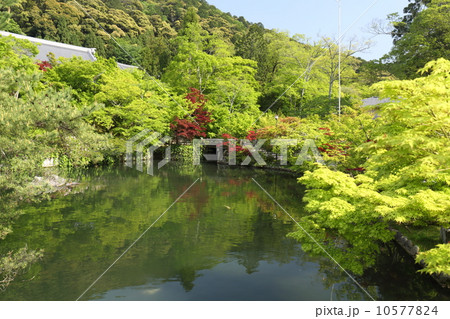 京都　新緑の永観堂 10577824