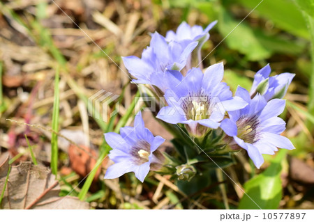 春のリンドウ♪ 10577897