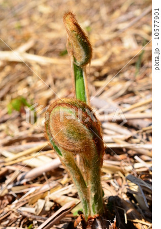 ぜんまい♪ 10577901