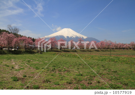 富士山と富士桜 10577919