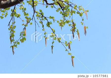 春の白樺 10577981