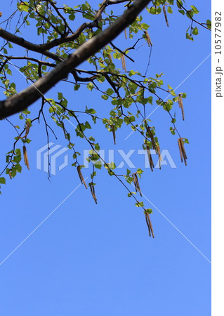 春の白樺 10577982