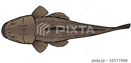 マゴチ マゴチ 10577996