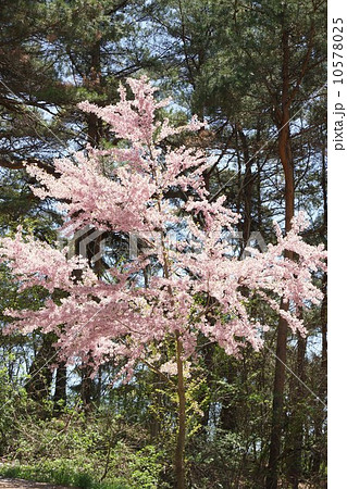 桜 10578025