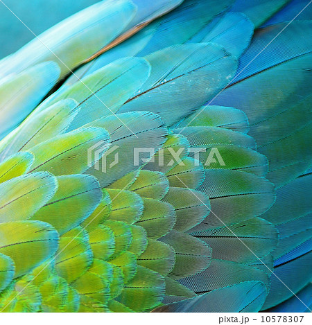 Harlequin Macaw feathers Harlequin Macaw feathers 10578307