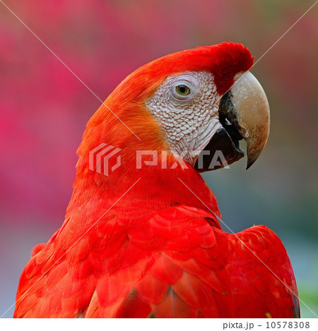 Scarlet Macaw Scarlet Macaw 10578308