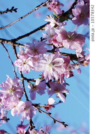 早春イメージ・半八重の優美な大原渚桜の花・青空バック縦位置 早春イメージ・半八重の優美な大原渚桜の花・青空バック縦位置 10578342