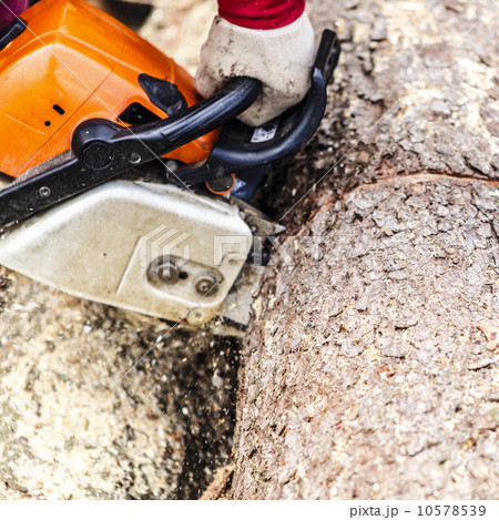 Man sawing a log in his back yard 10578539