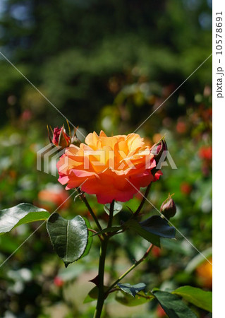 バラの花 バラの花 10578691