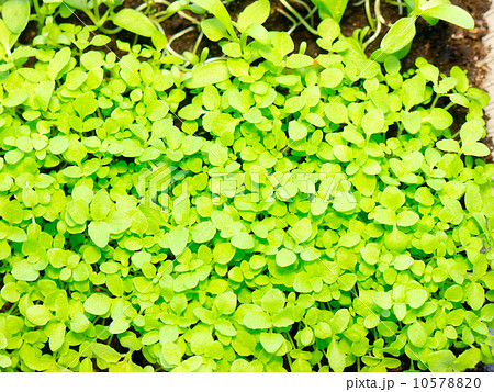 Leaf background. 10578820