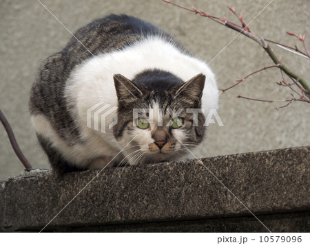 塀の上の猫 塀の上の猫 10579096
