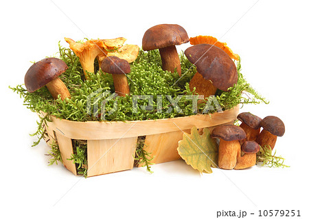 King boletus edulis and chanterelles 10579251