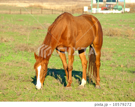 Brown horse. 10579272