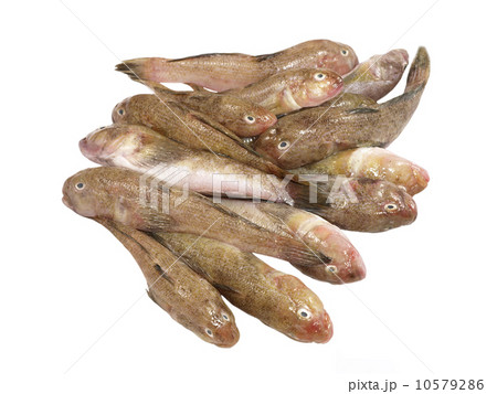 Fresh fish.Isolated. Fresh fish.Isolated. 10579286