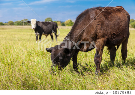 Cow and calf 10579392