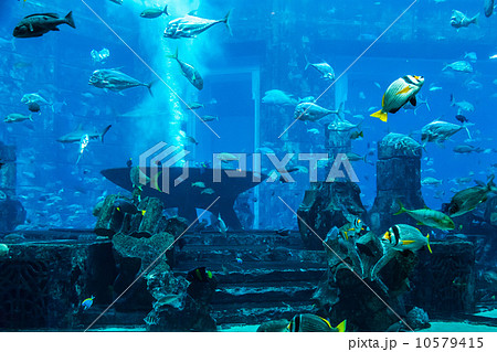 Aquarium tropical fish on a coral reef Aquarium tropical fish on a coral reef 10579415