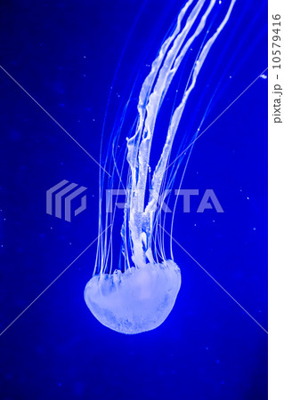 Beautiful jellyfish moving slowly in aquarium in Dubai 10579416