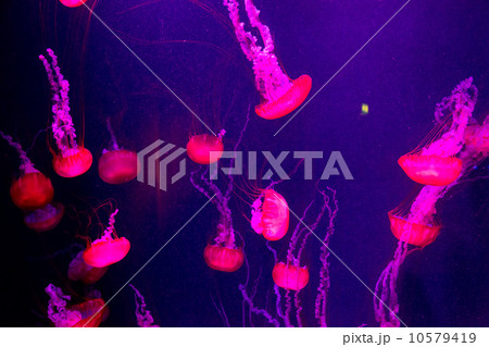 Beautiful jellyfish moving slowly in aquarium in Dubai 10579419