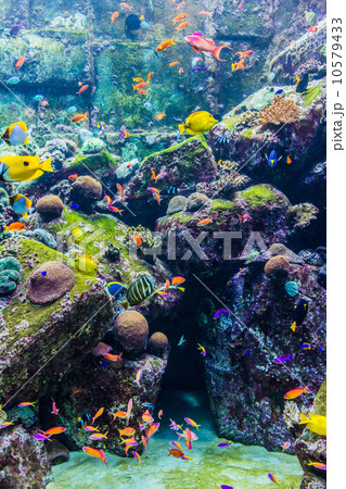 Aquarium tropical fish on a coral reef 10579433