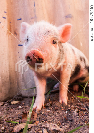 Close-up of a cute muddy piglet running around outdoors on the f 10579465