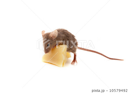 Mouse and cheese 10579492