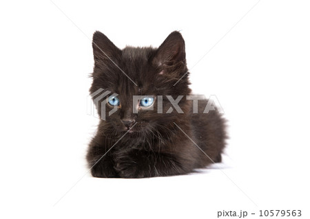 Cute black kitten on  a white background 10579563