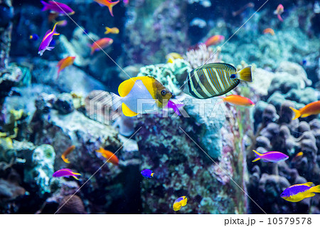 Aquarium tropical fish on a coral reef 10579578