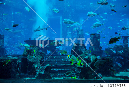 Stingray fish. Aquarium tropical fish on a coral reef Stingray fish. Aquarium tropical fish on a coral reef 10579583