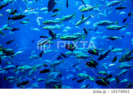 Aquarium tropical fish on a coral reef Aquarium tropical fish on a coral reef 10579602