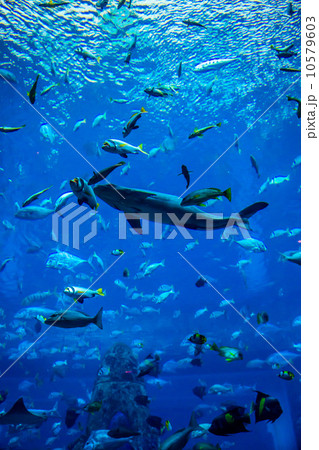 Aquarium tropical fish on a coral reef 10579603