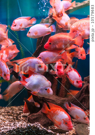Tropical freshwater aquarium Tropical freshwater aquarium 10579683