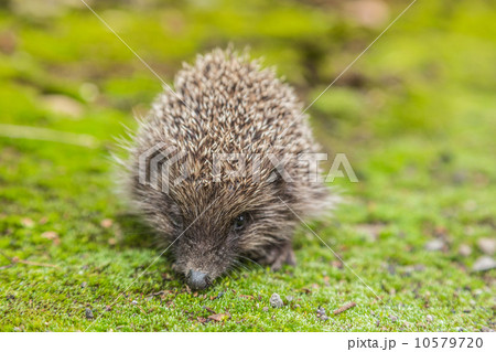 Wild Hedgehog is looking for a food 10579720
