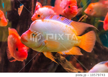 Ttropical freshwater aquarium with fishes 10579743