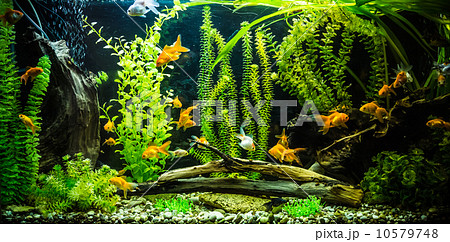 Ttropical freshwater aquarium with fishes 10579748