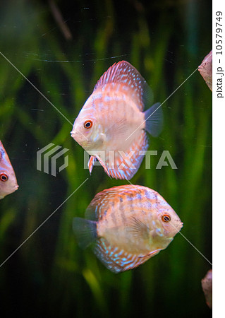 Aquarium with tropical fish of the Symphysodon discus spieces 10579749