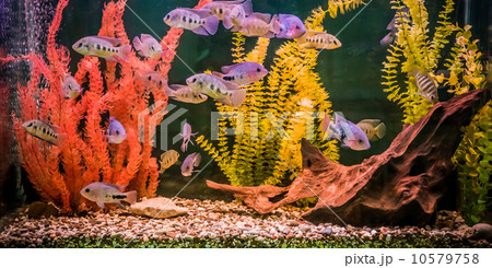 Ttropical freshwater aquarium with fishes 10579758